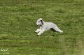 2010-10-03 Coursing-Training GE (13)